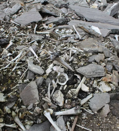 Collection of archaeological human bone fragments and remains