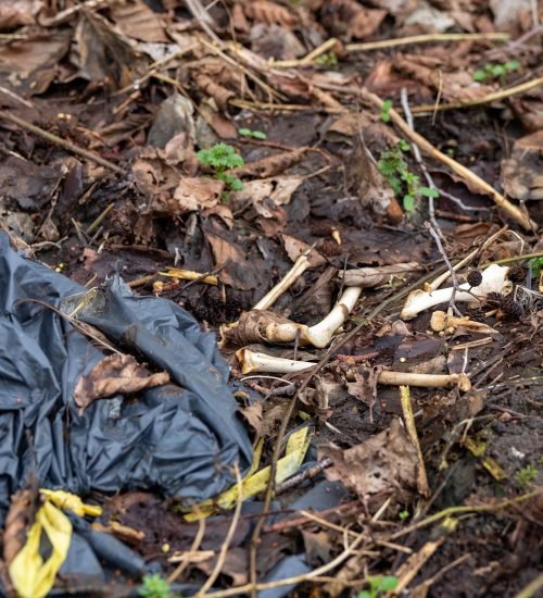 Cranial bone fragments among soil, leaves and vegetation